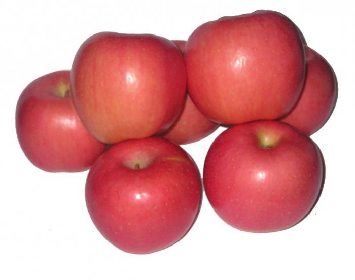 jabłoń odmiany fuji