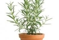 Rosemary: useful properties of 