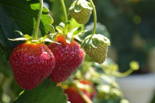 Strawberry Regal Beschreibung der Sorte