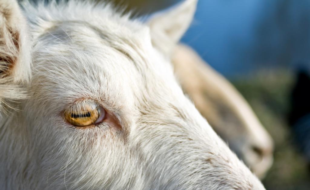 la pupila de la cabra