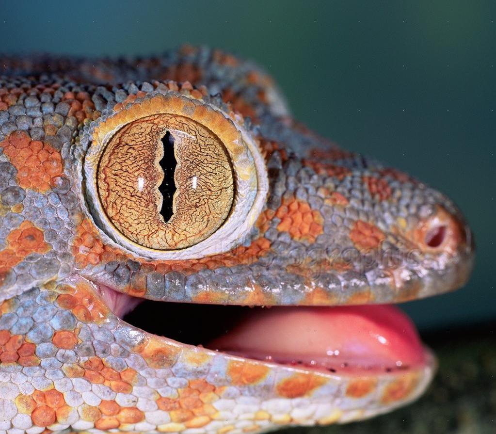 Pupille Gecko