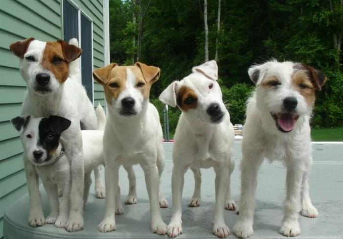 jack Russell Terrier character reviews