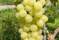 Las uvas de la Monarca es uno de los más deliciosos modernos híbridos