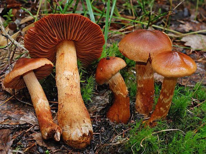 paulinic beautiful deadly poisonous mushroom