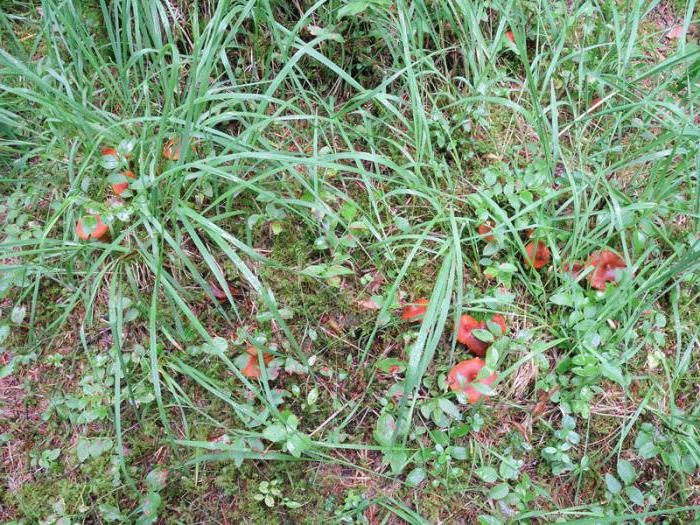 Cortinarius schön tödlich giftiger Pilz, der trifft sich