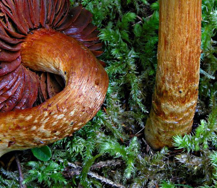 Cortinarius schön tödlich giftiger Pilz Arten