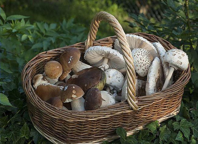 paulinic beautiful deadly poisonous mushroom species