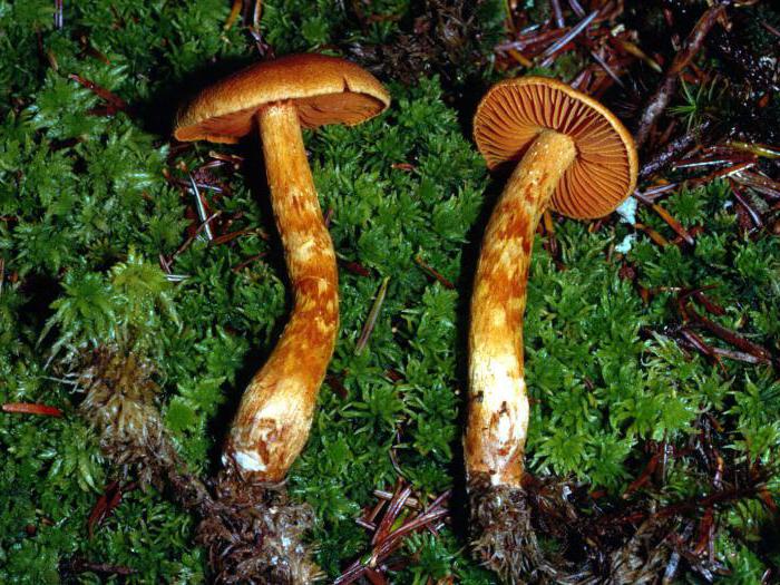 паутинник красивий смертельно отруйний гриб класифікація