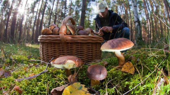 paulinic beautiful rare deadly poisonous mushroom
