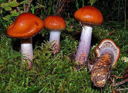 паутинник красивий смертельно отруйний гриб фото