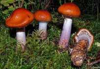Cortinarius schön - tödlich giftiger Pilz. Beschreibung und Fotos