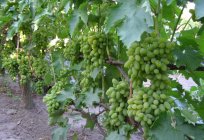 Las uvas timur: descripción y la finura de la atención