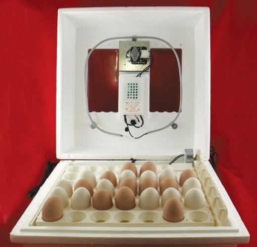 ऊष्मायन के चिकन अंडे घर पर
