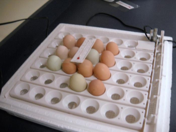 孵化温度的鸡蛋