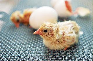 Temperaturbereich Inkubation Hühnereiern