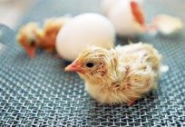 培養鶏卵家のニュアンスや特殊性の程