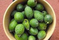 Que es útil guayaba y en qué enfermedades? Fruta de la guayaba: útiles de propiedades, contraindicaciones, las fotos y las recetas. Mermelada de guayaba: propiedades beneficiosas