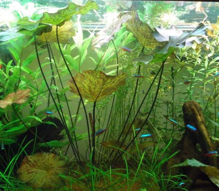 nymphea Aquarium Pflanzung und Pflege