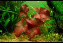 Of lilies: planting and care in the aquarium