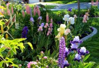 Lupin years: growing from seed, especially the care and reviews