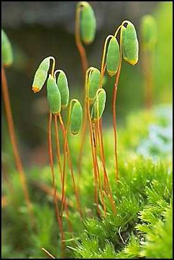 类型的苔藓的照片