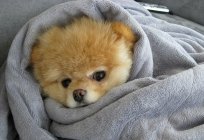 What to feed a puppy Pomeranian?