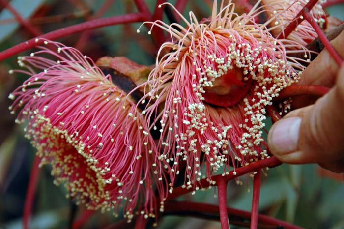 kwiaty eukaliptusa