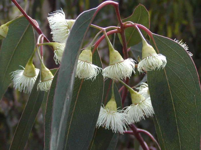 die Blüte des Eukalyptus
