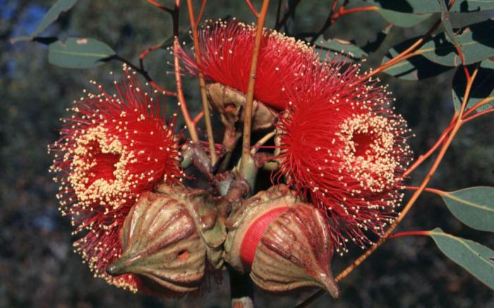 flower of the eucalyptus tree photo