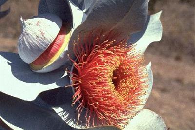 niesamowity kwiat eukaliptusa