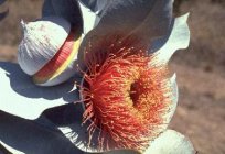 Kwiaty eukaliptusa: niesamowite dzieło natury