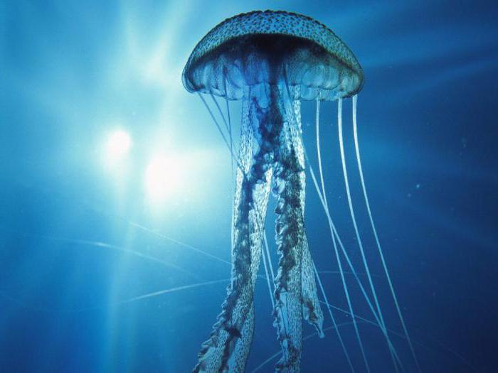 Dream interpretation: a jellyfish in water
