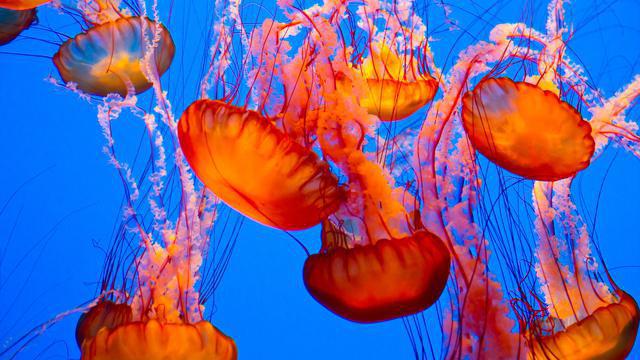 Dream interpretation: jellyfish in clean water
