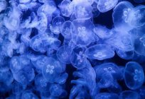 Dream interpretation: what do jellyfish mean?