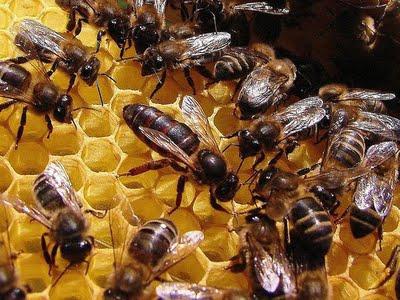 rozwój pszczół
