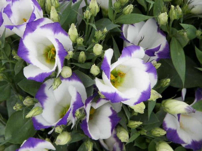 how to grow from seed eustoma
