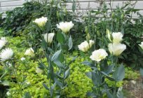 Eustoma how to grow from seeds at home?