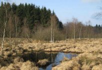 Peat bog: education, age, and interesting facts