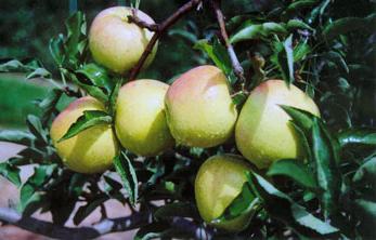 Verano de variedades de manzanos para la provincia de moscú