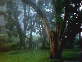 summer monsoon
