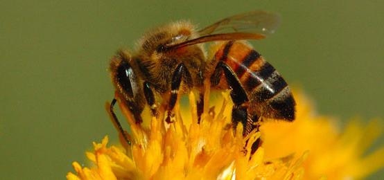 पाइन निकालने के लिए मधुमक्खियों