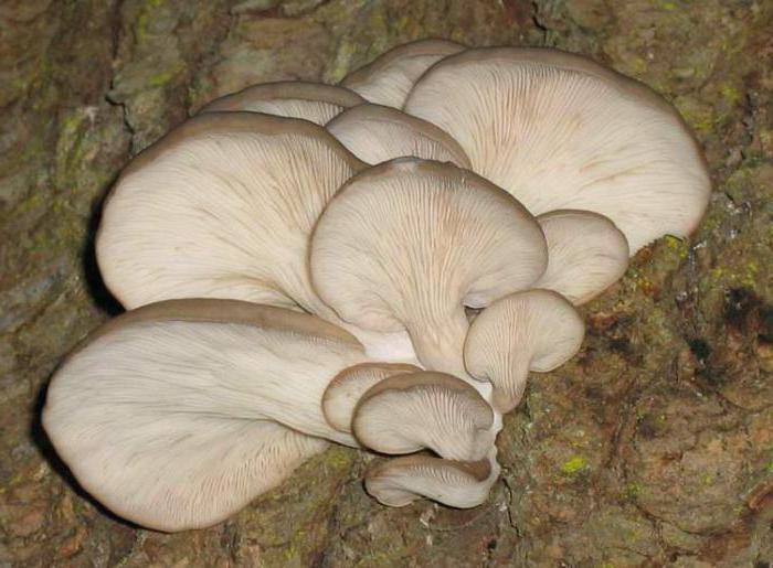 越来越多的牡蛎的蘑菇在树桩