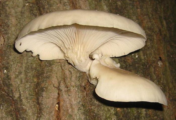 牡蛎蘑菇长在树桩