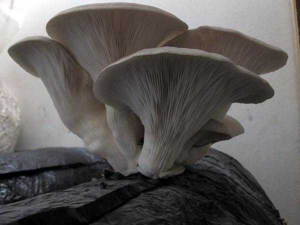 越来越多的牡蛎的蘑菇在树桩，在国家