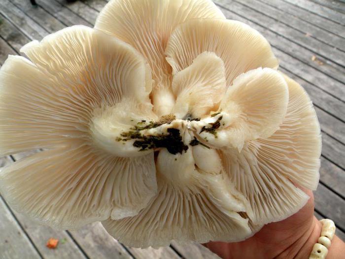牡蛎蘑菇种植在家树桩