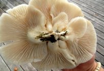 培养牡蛎的蘑菇在树桩。 你需要知道什么?