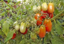 Ne zaman dikilecek domates fide: zamanlama tohum ve высаживания bitkiler toprağa