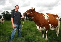 गाय के आयरशायर नस्ल है सबसे अच्छा विकल्प के लिए एक स्थिर उत्पादन के दूध