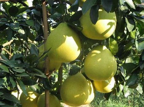pomelo during pregnancy harm or benefit