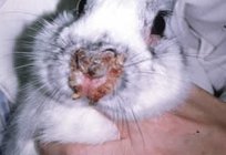 疾患のウサギ:症状により処理します。 疾患予防の検討